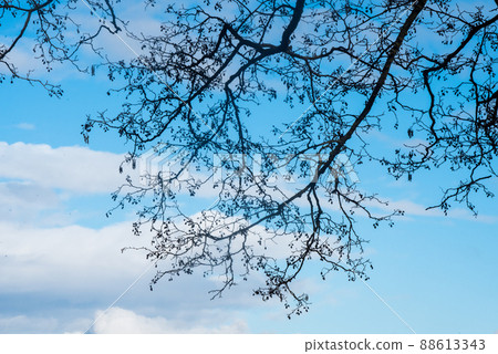 Silhouette of an alder branch against the blue sky Silhouette of an alder branch against the blue sky 88613343