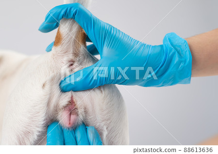 Veterinarian doing an examination of the genitals of a female dog Jack Russell Terrier.  88613636