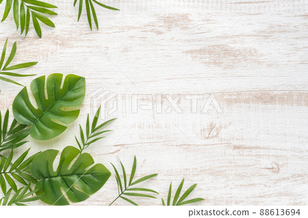 棕櫚和龜背竹夏季木框架 棕櫚和龜背竹夏季木框架 88613694