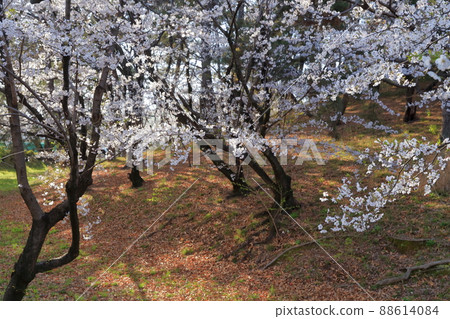東海地區最大的圓形古墳和櫻花(愛知縣名古屋市鶴舞公園八幡山古墳) 東海地區最大的圓形古墳和櫻花(愛知縣名古屋市鶴舞公園八幡山古墳) 88614084