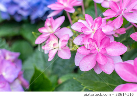 Hydrangea 88614116