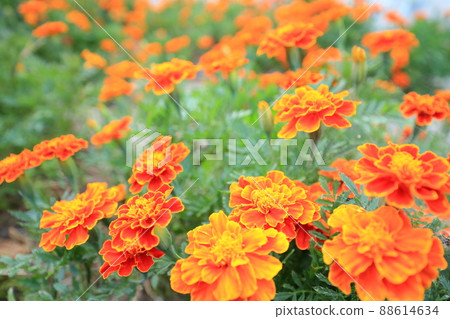 田間線蟲措施(萬壽菊田間線蟲防治) 田間線蟲措施(萬壽菊田間線蟲防治) 88614634