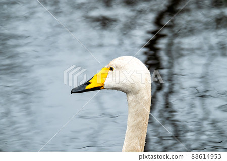 Tundra Swan - Cygnus bewickii swimming on lake in County Donegal - Ireland Tundra Swan - Cygnus bewickii swimming on lake in County Donegal - Ireland 88614953