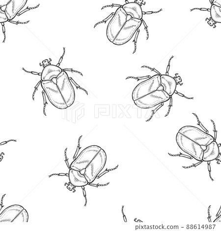 Seamless pattern of monochrome chafer illustration. Vector illustration template 88614987