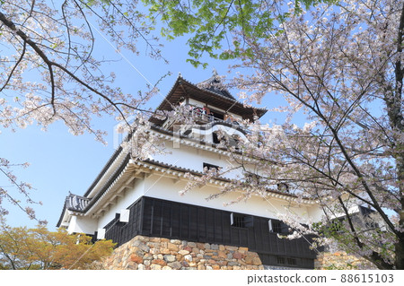 National Treasure Inuyama Castle and Sakura (Inuyama City, Aichi Prefecture) 88615103
