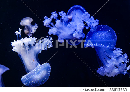 照片,生物,水族館 88615783