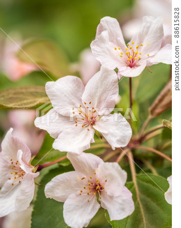 Fresh pink flowers of a blossoming apple tree with blured background 88615828