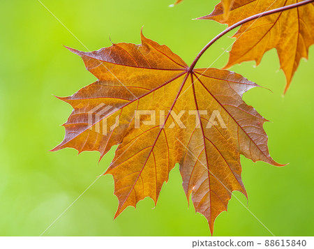 Tree branch with dark red leaves, Acer platanoides, the Norway maple Crimson King. Red Maple acutifoliate Crimson King, young plant with green background. Tree branch with dark red leaves, Acer platanoides, the Norway maple Crimson King. Red Maple acutifoliate Crimson King, young plant with green background. 88615840