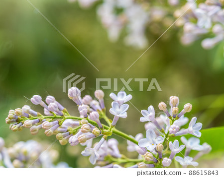 Pink Blooming Lilac Flowers in spring with blured background Pink Blooming Lilac Flowers in spring with blured background 88615843