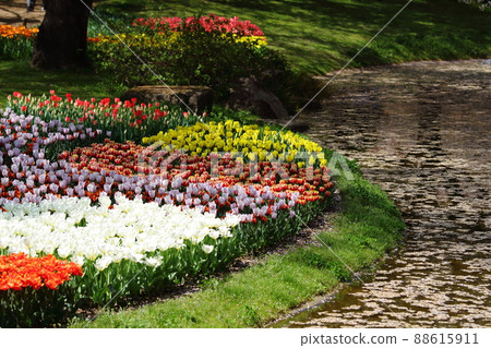 Colorful tulip field (shade) 88615911