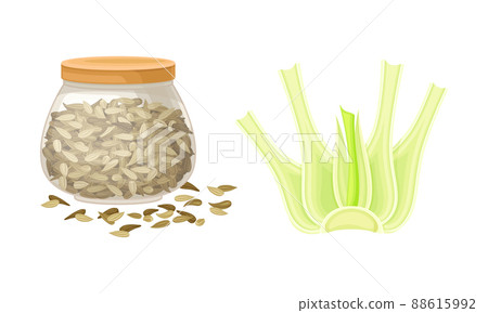 Florence fennel herbal plant and jar of dried seeds set vector illustration 88615992