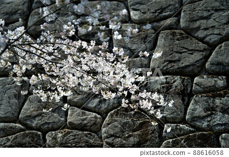 櫻花二本松城 櫻花二本松城 88616058