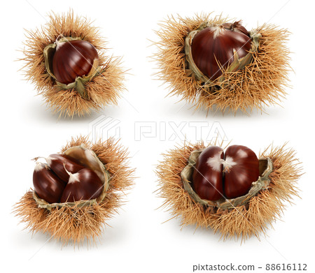 Ripe sweet chestnut in its spiky husk split open to reveal the fruit or nut isolated on white background. Set or collection. Ripe sweet chestnut in its spiky husk split open to reveal the fruit or nut isolated on white background. Set or collection. 88616112