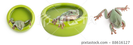 The Australian green tree frog isolated on white background with full depth of field, Set or collection 88616127