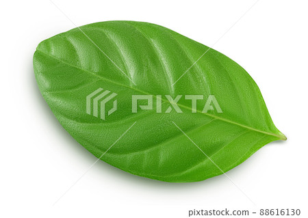 Fresh Guava leaf isolated on white background with clipping path 88616130