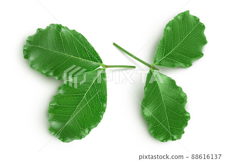 Fresh carob leaves isolated on white background with clipping path. Top view. Flat lay 88616137