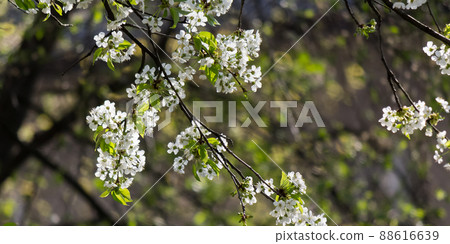 branch blossoming with white flowers. nature background in spring season branch blossoming with white flowers. nature background in spring season 88616639