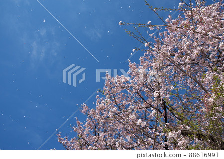 Cherry blossoms and hanafubuki: Sagamihara Park, Kanagawa Prefecture Seseragien district [blue sky background] 88616991