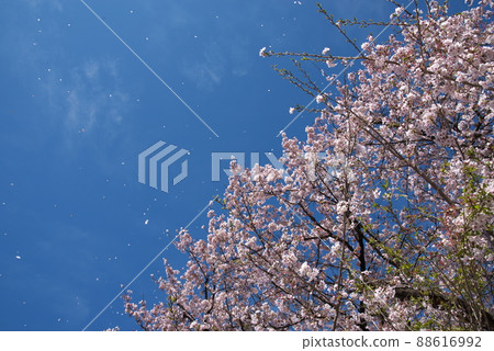 櫻花和花吹：神奈川縣瀨色園區相模原公園[藍天背景] 88616992