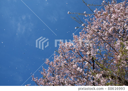 櫻花和花吹：神奈川縣瀨色園區相模原公園[藍天背景] 88616993