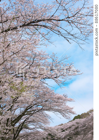 佐倉：吉野櫻花相模原公園Seseragien地區[天空背景] 88617080