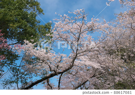 佐倉：吉野櫻花相模原公園Seseragien地區[藍天背景] 88617081