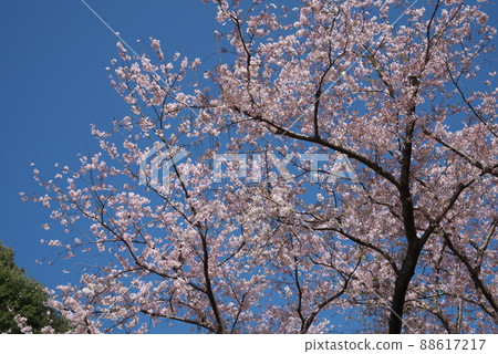 櫻花：神奈川縣大和市吉野櫻花樹親友之森[藍天背景] 88617217