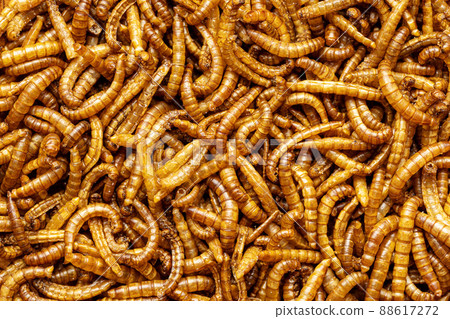 Fried salty worms. Roasted mealworms. 88617272
