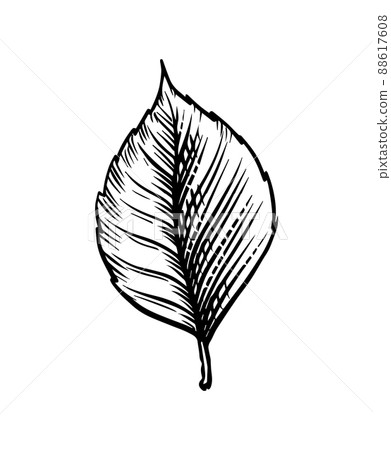 Forest tree leaf. Vintage engraving sketch. Doodle outline. Hand drawing. 88617608