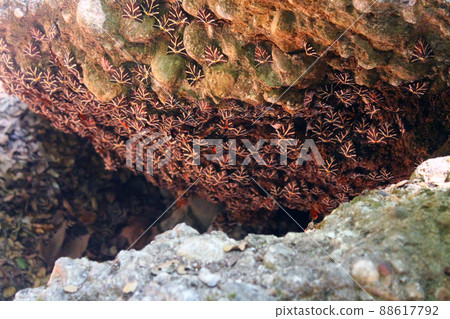 The moths and the rock The moths and the rock 88617792