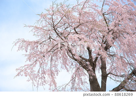垂枝櫻花，神奈川縣 Kanigaya 公園 [天空背景] 88618269