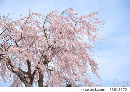 垂枝櫻花，神奈川縣 Kanigaya 公園 [天空背景] 88618270