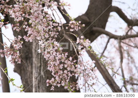垂枝櫻花,神奈川縣 Kanigaya 公園 垂枝櫻花,神奈川縣 Kanigaya 公園 88618300