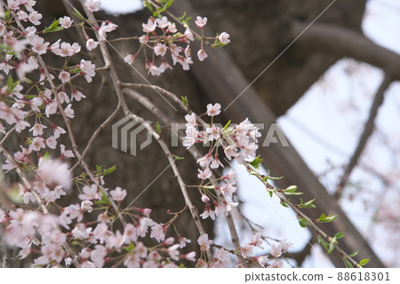 垂枝櫻花,神奈川縣 Kanigaya 公園 垂枝櫻花,神奈川縣 Kanigaya 公園 88618301