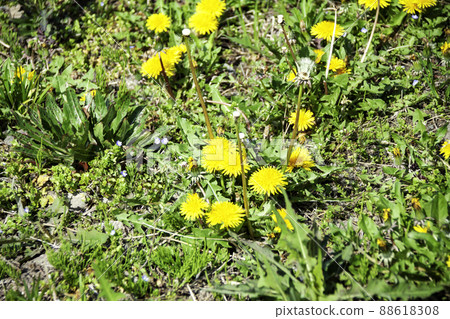 Dandelion group Dandelion group 88618308