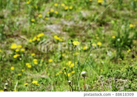 Flatweed in a dandelion herd Flatweed in a dandelion herd 88618309