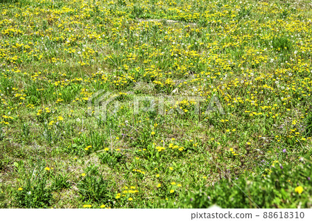 Dandelion group Dandelion group 88618310