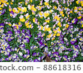 The lively hundred flowers of pansies 88618316