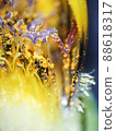 Microscopic image of flowers of Asteraceae plants in flower beds 88618317