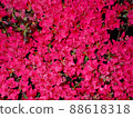 Hundred flowers of red azaleas 88618318