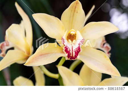 Yellow Cymbidium orchids, commonly known as boat orchids Yellow Cymbidium orchids, commonly known as boat orchids 88618387