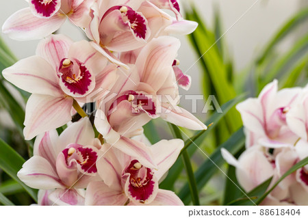 Cymbidium or boat orchid. orchids of the philippines. Cymbidium or boat orchid. orchids of the philippines. 88618404