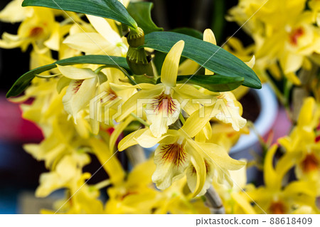 Beautiful Yellow orchid Dendrobium Stardust Chiyomi. close up Beautiful Yellow orchid Dendrobium Stardust Chiyomi. close up 88618409