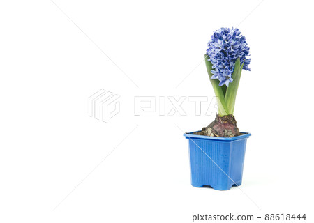 close up blue hyacinth flowers isolated on white 88618444