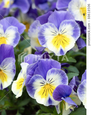 Pansy 88618506
