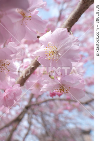 垂枝櫻花,八重紅枝垂:神奈川縣千本櫻 垂枝櫻花,八重紅枝垂:神奈川縣千本櫻 88618538