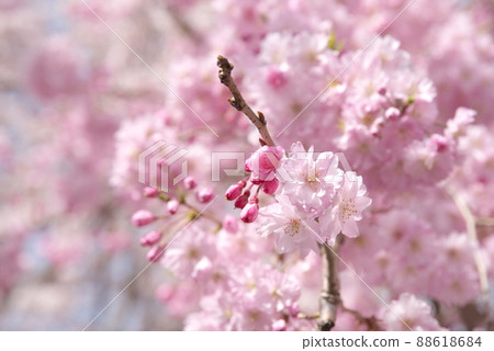 垂枝櫻花，八重紅枝垂：神奈川縣千本櫻 88618684