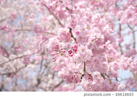 垂枝櫻花，八重紅枝垂：神奈川縣千本櫻 88618685