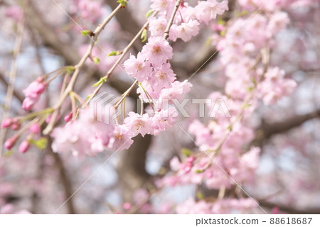 垂枝櫻花,八重紅枝垂:神奈川縣千本櫻 垂枝櫻花,八重紅枝垂:神奈川縣千本櫻 88618687