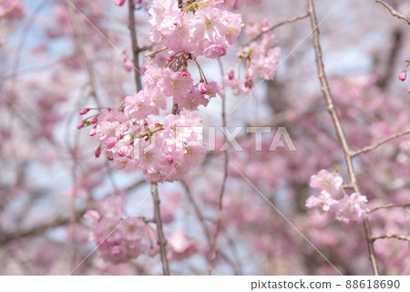 垂枝櫻花，八重紅枝垂：神奈川縣千本櫻 88618690